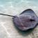 Best of  Stingray Attacks