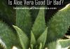   Aloe Vera For Health